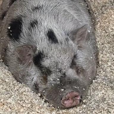 VIDEO: Runaway pig 'Kevin Bacon' returns home