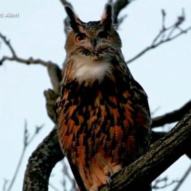 VIDEO: The legend of Flaco the owl