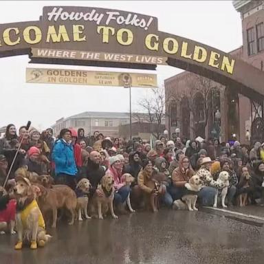 VIDEO: Goldens in Golden