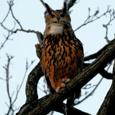 VIDEO: Flaco the owl remembered by hundreds