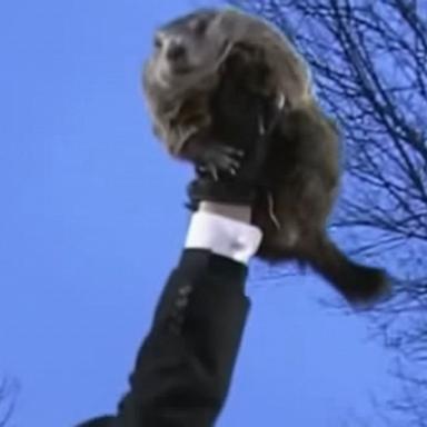 VIDEO: Punxsutawney Phil’s new babies