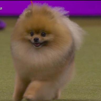 VIDEO: Countdown to ‘Best in Show’