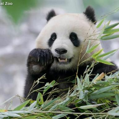 VIDEO: ‘The pandas are coming back!’