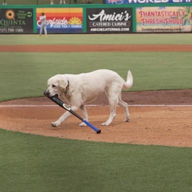 VIDEO: Beloved bat dog retires