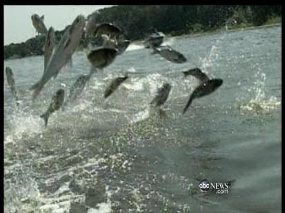 CAN EATING ASIAN CARP STOP THEIR SPREAD?
