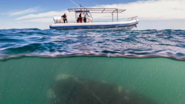 Video Whale Boat - ABC News