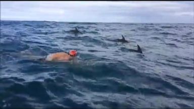 Veteran Open Water Swimmer Stephen Robles Attacked By Great White Shark off California Coast