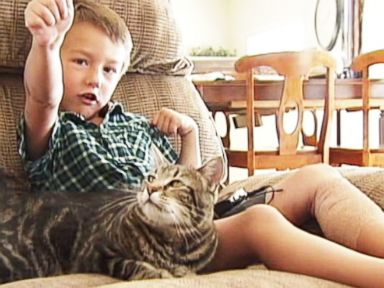 VIDEO: Cat Saves Little Boy From Being Attacked by Neighbor's Dog