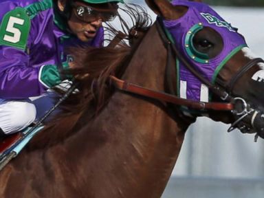 VIDEO: California Chrome Gets Cleared to Wear Nasal Strip at Belmont