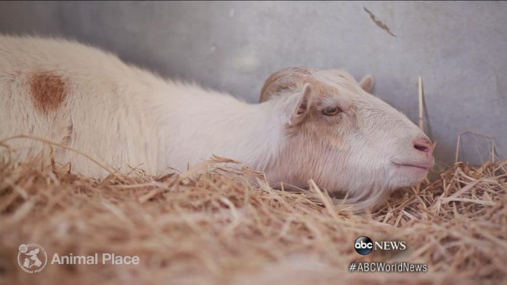 Video Can Animals Suffer From Mental Illness? - ABC News