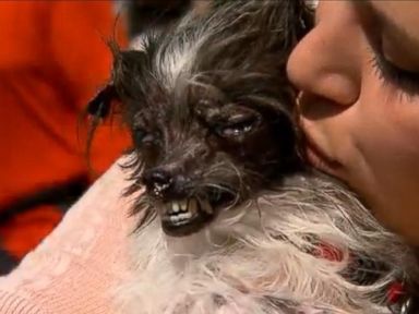 World's Ugliest Dog Competition: Magic Mutt