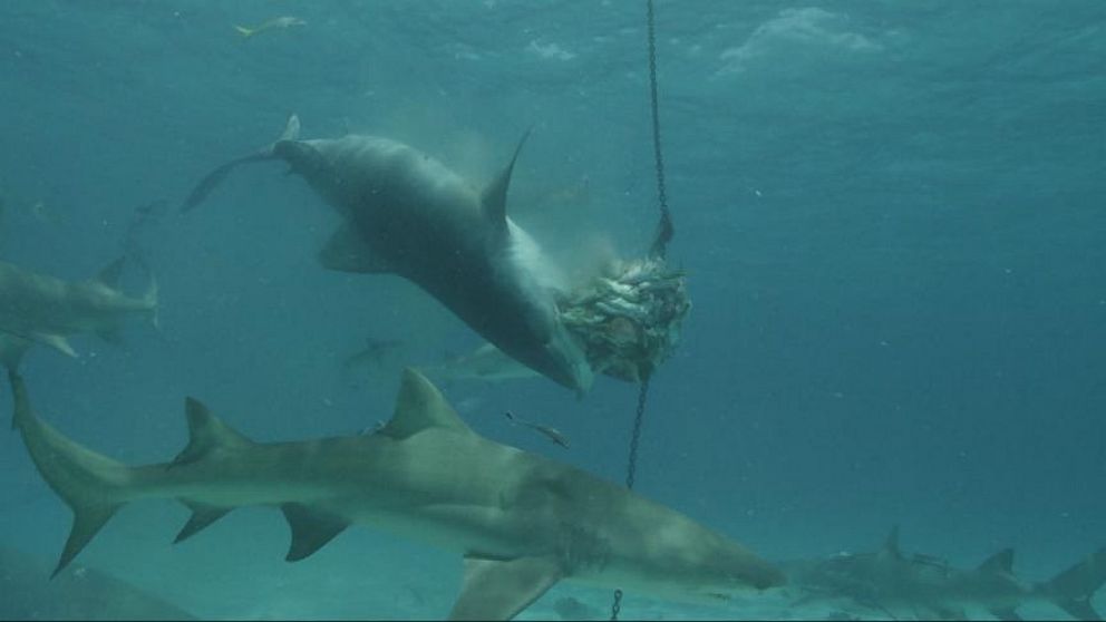 Shark Week Kicks Off With A Deep Sea Swim Video ABC News   140811 Wn Sharks 16x9 992 