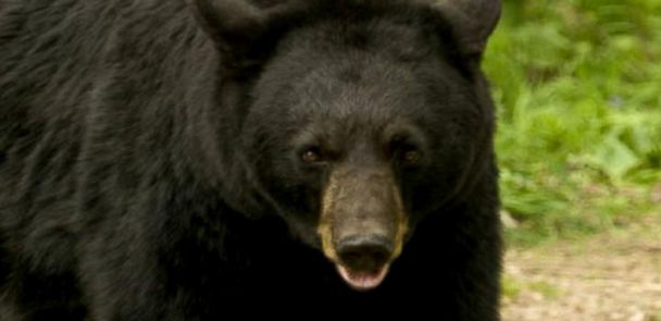 Video Man and Dog Narrowly Escape Black Bear Attack in Virginia State ...