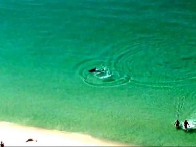 Shark Scare on a Florida Beach