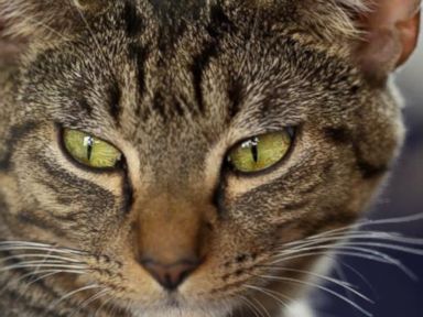 VIDEO: ABC News' Dan Harris helps to clear up misconceptions about our feline friends.