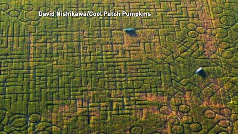 cool corn maze