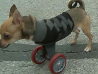 VIDEO: Chihuahua Born With No Front Legs Gets Scooter