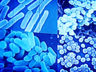 VIDEO: New Antibiotic Fights Superbugs