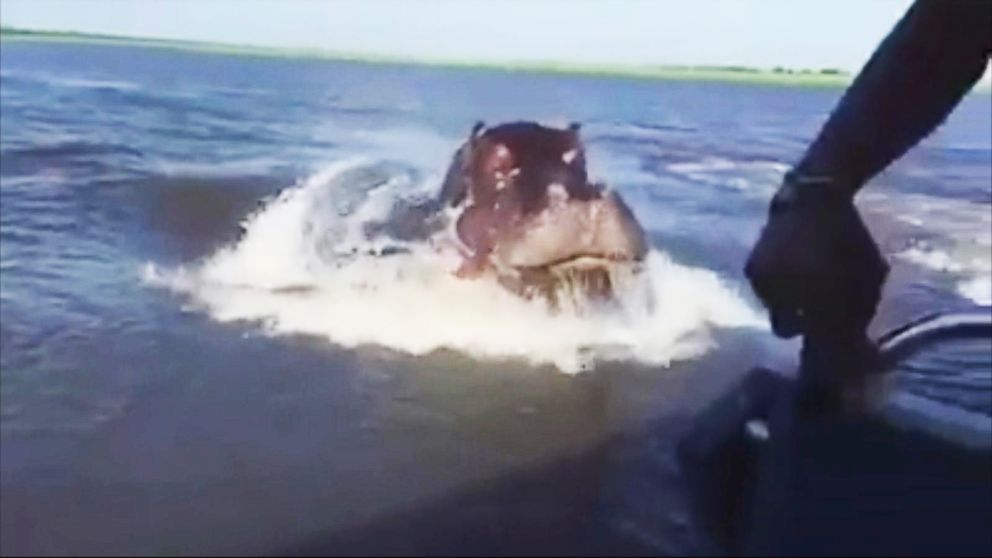 Video Scary Speedboat Chase When a Hippo Lunges Out of the Water