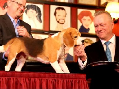 VIDEO: Beagle Miss P Wins Westminster for Best in Show, Beating Brilliantly Coiffed Breeds