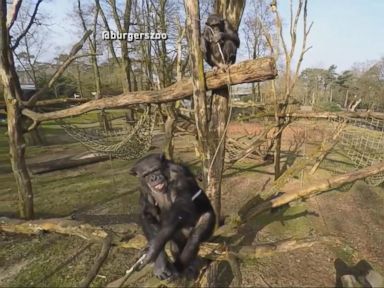 VIDEO: Index: Uninvited Drone Gets Walloped by a Curious Chimp