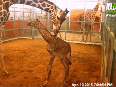 VIDEO: Livestream of Baby Giraffe Birth Video Goes Viral