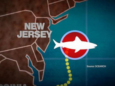 VIDEO: 'Celebrity' Great White Shark Tracked as She Traverses the Eastern Seaboard