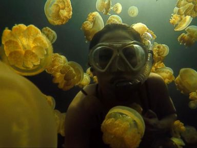 VIDEO: Diving With Jellyfish That Don't Sting