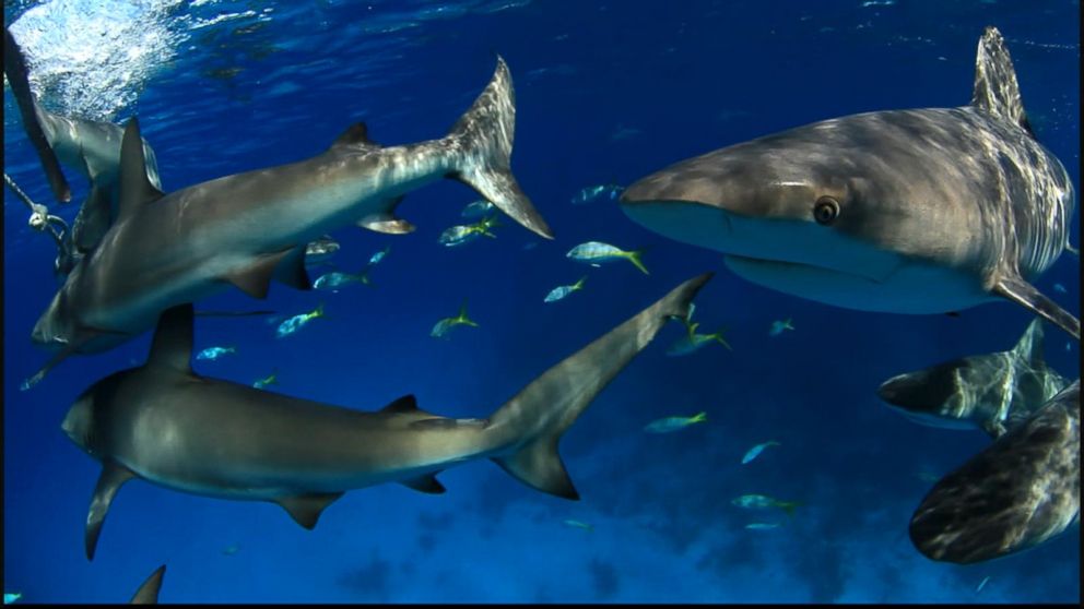 Video Two Teens Attacked by Sharks in Florida on the Same Day - ABC News