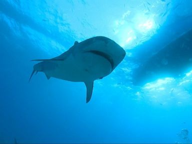 VIDEO: Terrifying Shark Attack in Florida