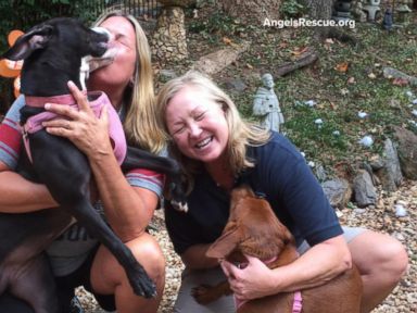 VIDEO: Rescue Dogs and Their Inseparable Bond