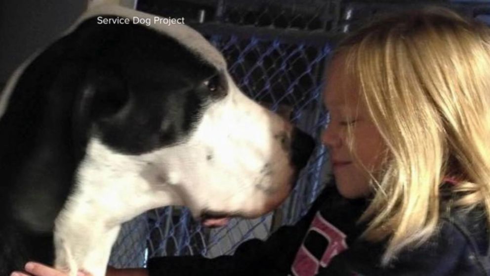 Dog And Grill Xxxii Video - Video Young Girl's Special Bond With Her Service Dog George - ABC News