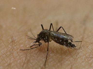 VIDEO: Index: 3 People From the NYC Area Test Positive for the Zika Virus