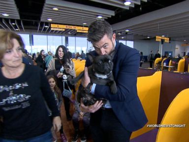 VIDEO: New Breeds Make Their Debut at the Westminster Dog Show