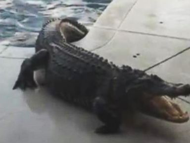 VIDEO: 9-Foot Alligator Found in Florida Swimming Pool