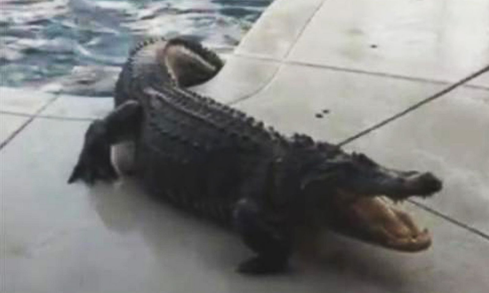 9 Foot Alligator Found In Florida Swimming Pool Good Morning America