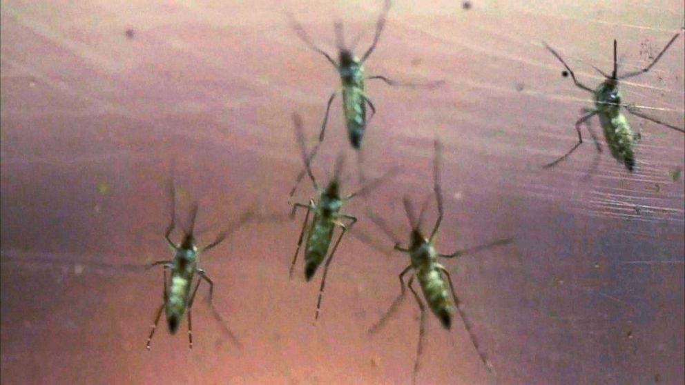 new-warnings-about-zika-virus-video-abc-news