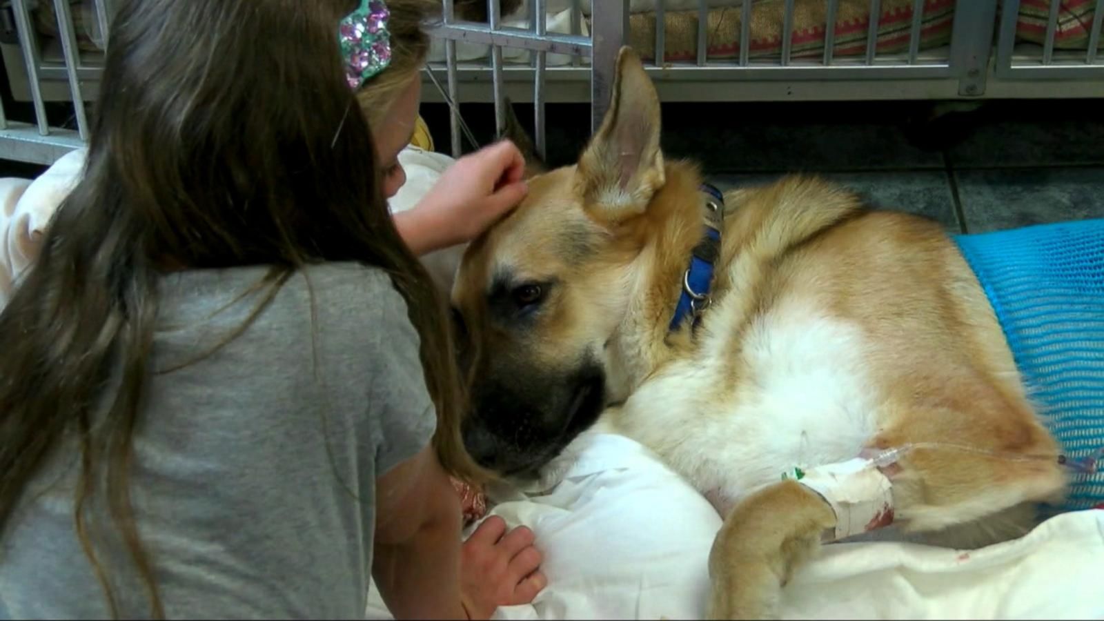 Family Dog Saves Little Girl From a Rattlesnake - Good Morning America