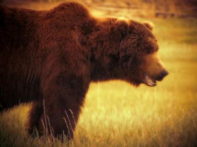 VIDEO: Alaska Man Survives Bear Attack While Camping