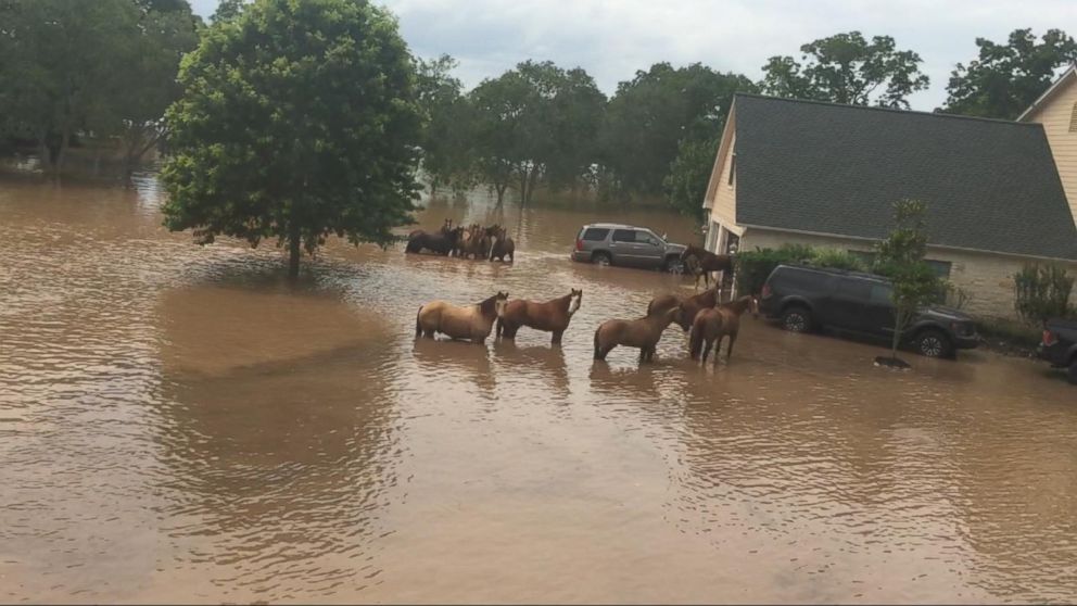 Video Rising Waters Force Evacuations For Families Outside Houston Abc News