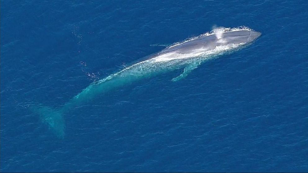 Video Rescuers Attempt to Untangle Blue Whale From Fishing Line