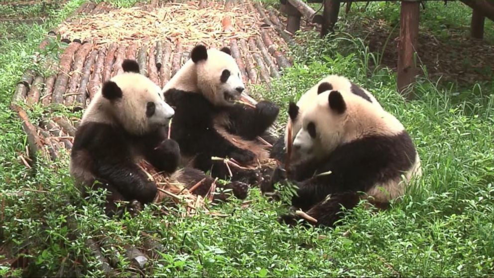 Video Pandas No Longer Listed as Endangered Animals, Upgraded to Vulnerable  Due to Decreased Poaching - ABC News