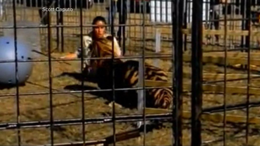 Video Tiger Attacks Trainer at Florida Circus - ABC News