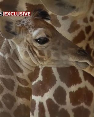 VIDEO: April the giraffe gives birth