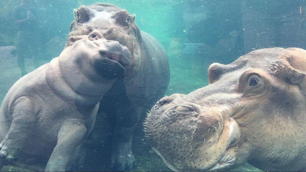 Baby Hippo Reunited With Her Family Video Abc News