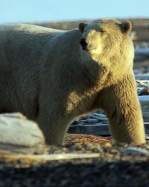 VIDEO: Global warming affecting polar bear migration, experts say