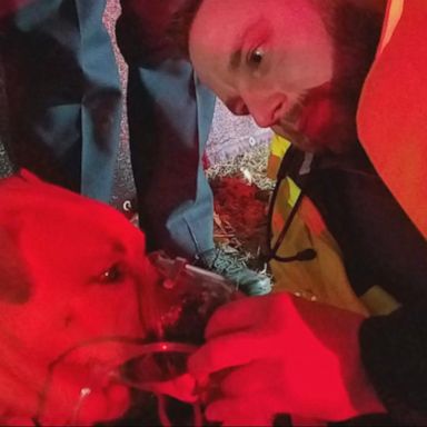 VIDEO: Video captures Atlanta police saving of a dog found during a building fire