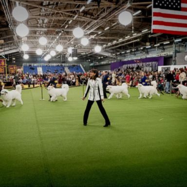 VIDEO: Dogs competing for the top honor at Westminster