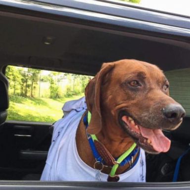 VIDEO: Volunteers drive lost dog thousands of miles to return to owner