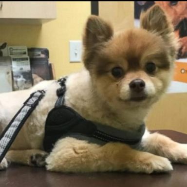 VIDEO: Owners of a Pomeranian that died on a Delta flight are demanding answers 